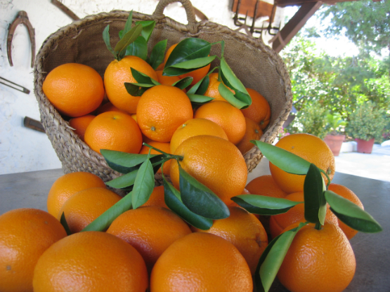 Razones por las que comprar naranjas de Valencia por Internet